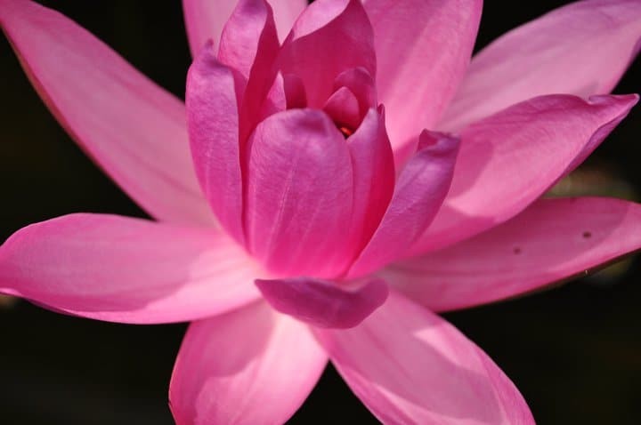 lotus flower ayurveda